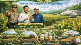 Realisasi tanam jagung baru mencapai 650 ribu hektare (65%) dari target 1 juta hektare akibat kendala cuaca dan karakteristik lahan.(Ilustrasi: Kitani.id)