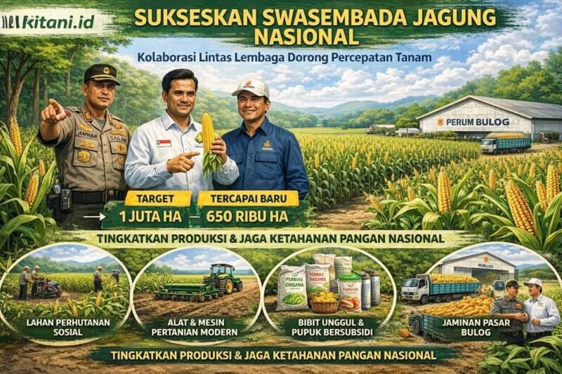 Realisasi tanam jagung baru mencapai 650 ribu hektare (65%) dari target 1 juta hektare akibat kendala cuaca dan karakteristik lahan.(Ilustrasi: Kitani.id)