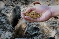 Pakan ikan air tawar. (Foto: ist)