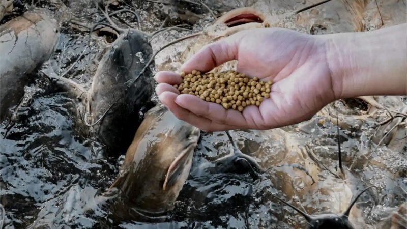 Pakan ikan air tawar. (Foto: ist)