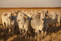 Impor 50 ribu hingga 100 ribu sapi bakalan dari Brasil serta pembangunan 5 kawasan peternakan terintegrasi.(Foto: ist)