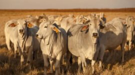 Impor 50 ribu hingga 100 ribu sapi bakalan dari Brasil serta pembangunan 5 kawasan peternakan terintegrasi.(Foto: ist)