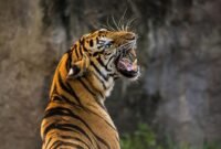 Populasi harimau sumatra terus menurun akibat hilangnya habitat alami dan berkurangnya satwa mangsa seperti rusa. (Foto: ist)