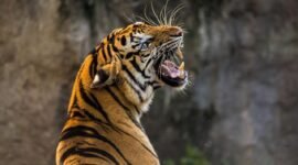 Populasi harimau sumatra terus menurun akibat hilangnya habitat alami dan berkurangnya satwa mangsa seperti rusa. (Foto: ist)