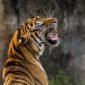 Populasi harimau sumatra terus menurun akibat hilangnya habitat alami dan berkurangnya satwa mangsa seperti rusa. (Foto: ist)