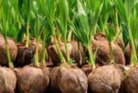 Peremajaan kelapa rakyat. (Foto: ist)