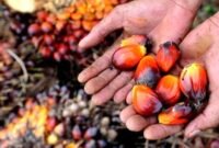 Limbah cair pabrik sawit (POME) mencapai 0,90 m^3 per ton TBS dan berpotensi mencemari lingkungan jika hanya mengandalkan kolam konvensional. Teknologi EC+ Kelapa sawit menjadi solusi. (Foto: ist)