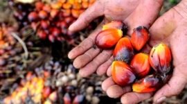 Limbah cair pabrik sawit (POME) mencapai 0,90 m^3 per ton TBS dan berpotensi mencemari lingkungan jika hanya mengandalkan kolam konvensional. Teknologi EC+ Kelapa sawit menjadi solusi. (Foto: ist)