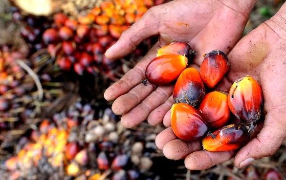 Limbah cair pabrik sawit (POME) mencapai 0,90 m^3 per ton TBS dan berpotensi mencemari lingkungan jika hanya mengandalkan kolam konvensional. Teknologi EC+ Kelapa sawit menjadi solusi. (Foto: ist)