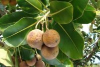 Pemanfaatan buah nyamplung (Calophyllum inophyllum) sebagai sumber bioenergi terpendam melalui riset pembibitan dan teknologi konversi BRIN.