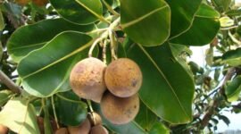 Pemanfaatan buah nyamplung (Calophyllum inophyllum) sebagai sumber bioenergi terpendam melalui riset pembibitan dan teknologi konversi BRIN.