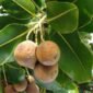 Pemanfaatan buah nyamplung (Calophyllum inophyllum) sebagai sumber bioenergi terpendam melalui riset pembibitan dan teknologi konversi BRIN.