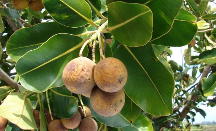 Pemanfaatan buah nyamplung (Calophyllum inophyllum) sebagai sumber bioenergi terpendam melalui riset pembibitan dan teknologi konversi BRIN.