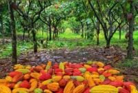 Harga kakao global melonjak, menjadi peluang bagi Indonesia sebagai salah satu produsen utama. (Ilustrasi: ist)