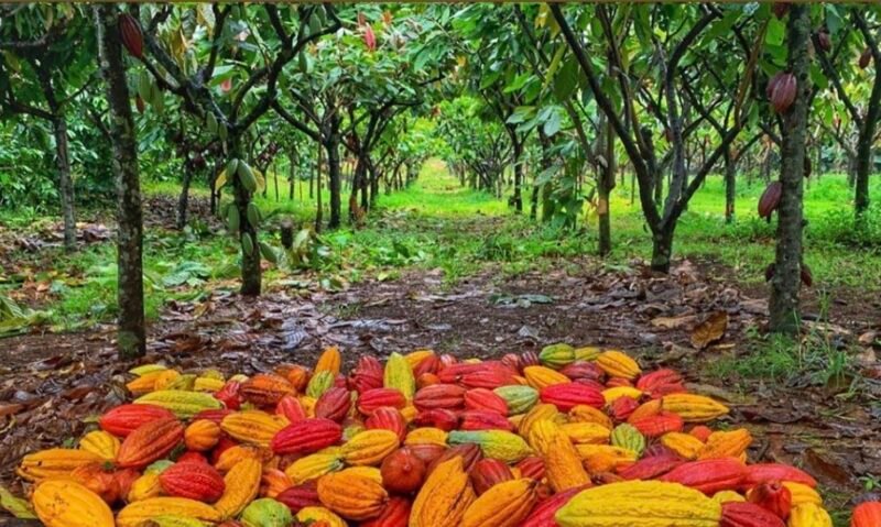 Harga kakao global melonjak, menjadi peluang bagi Indonesia sebagai salah satu produsen utama. (Ilustrasi: ist)