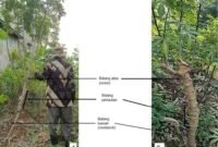 Tim peneliti Fakultas Pertanian Unila kembangkan sistem kebun induk dengan teknologi grafting (sambung) menggunakan rootstock (batang bawah) singkong karet yang lebih tangguh.
(Foto: FP Unila)