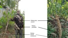 Tim peneliti Fakultas Pertanian Unila kembangkan sistem kebun induk dengan teknologi grafting (sambung) menggunakan rootstock (batang bawah) singkong karet yang lebih tangguh.
(Foto: FP Unila)