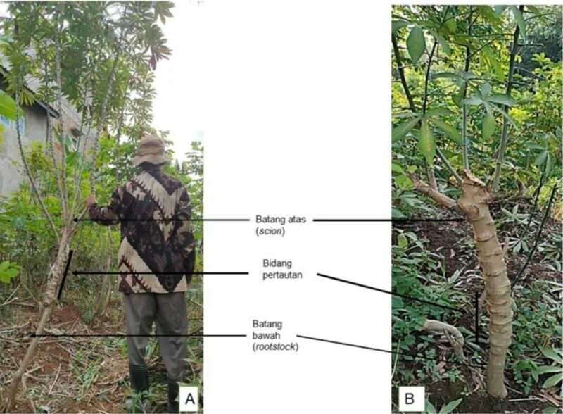 Tim peneliti Fakultas Pertanian Unila kembangkan sistem kebun induk dengan teknologi grafting (sambung) menggunakan rootstock (batang bawah) singkong karet yang lebih tangguh.
(Foto: FP Unila)