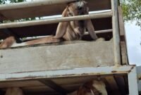 Operasi Patuh Karantina 2026. (Foto: ist)