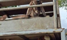 Barantin Jaga Ketat Pintu Masuk Komoditas Pertanian Selama Mudik Lebaran