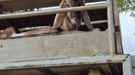 Operasi Patuh Karantina 2026. (Foto: ist)