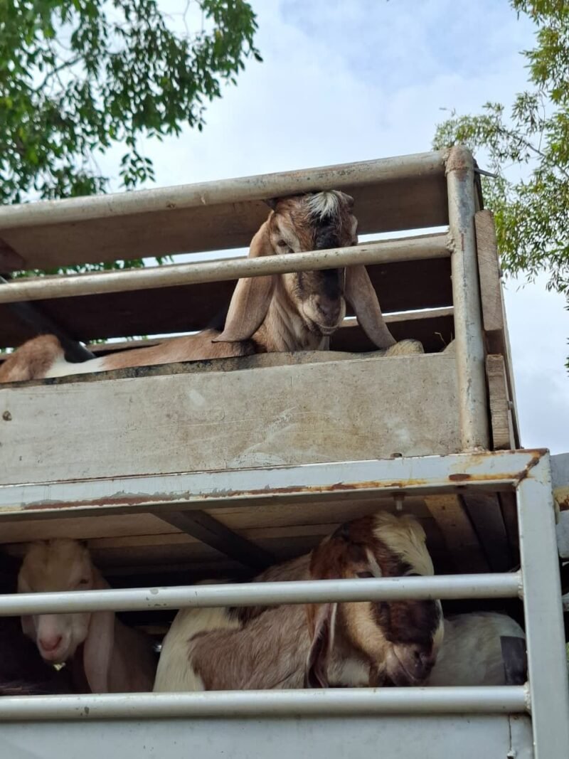 Operasi Patuh Karantina 2026. (Foto: ist)