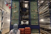 Penerapan teknologi budidaya yang tepat diprediksi mampu mendongkrak produktivitas ayam petelur hingga angka 90 persen. (Foto: ist)