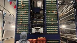 Penerapan teknologi budidaya yang tepat diprediksi mampu mendongkrak produktivitas ayam petelur hingga angka 90 persen. (Foto: ist)