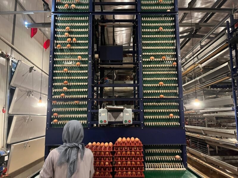 Penerapan teknologi budidaya yang tepat diprediksi mampu mendongkrak produktivitas ayam petelur hingga angka 90 persen. (Foto: ist)