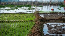 Penguatan sistem irigasi rawa melalui pendekatan terpadu (pembangunan infrastruktur, tata air, dan penguatan lembaga pengelola). (Foto: Antara)