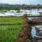 Penguatan sistem irigasi rawa melalui pendekatan terpadu (pembangunan infrastruktur, tata air, dan penguatan lembaga pengelola). (Foto: Antara)