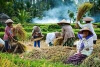 Suasana panen padi oleh sekumpulan ibu-ibu petani. (Foto: ist)
