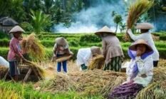 Stok Beras Nasional Tembus 5 Juta Ton, Pengamat Ingatkan Pentingnya Distribusi Tepat Sasaran