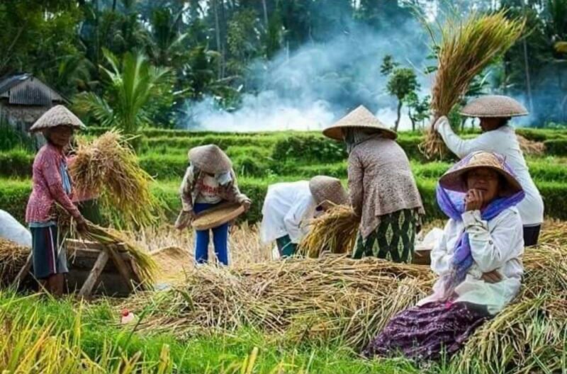 Suasana panen padi oleh sekumpulan ibu-ibu petani. (Foto: ist)