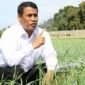 Menteri Pertanian, Andi Amran Sulaiman, saat meninjau lahan persawahan.(foto: ist)