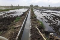 Irigasi Rawa Lahan rawa.(foto: ist)