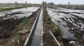 Irigasi Rawa Lahan rawa.(foto: ist)