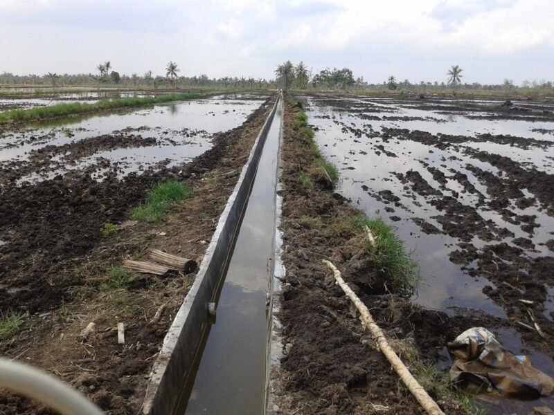 Irigasi Rawa Lahan rawa.(foto: ist)