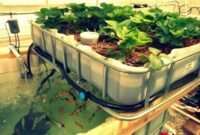 Teknologi aquaponik modern. (Foto: ist)