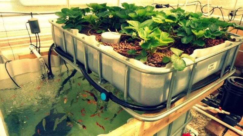 Teknologi aquaponik modern. (Foto: ist)