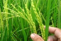 Penggunaan benih unggul tahan kekeringan dan percepatan tanam melalui pompanisasi.(Foto: ist)