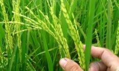 Petani Lampung Perlu Manfaatkan Varietas Padi Adaptif Hadapi Kemarau 2026