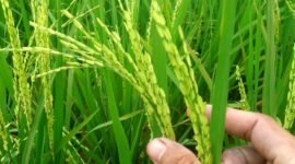 Penggunaan benih unggul tahan kekeringan dan percepatan tanam melalui pompanisasi.(Foto: ist)