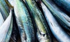 Produk Perikanan Nasional Perkuat Jejaring Bisnis di Seafood Expo North America 2026