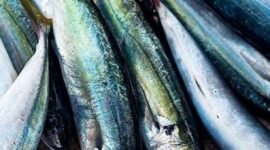 Nilai ekspor ke AS mencapai USD 1,17 miliar pada 2025, dengan komoditas unggulan udang dan tuna.(Foto:ist)