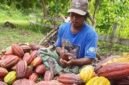 Penguatan rantai pasok kakao melalui agregasi petani, perbaikan sistem pascapanen, dan integrasi logistik dari hulu ke hilir.