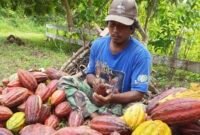 Penguatan rantai pasok kakao melalui agregasi petani, perbaikan sistem pascapanen, dan integrasi logistik dari hulu ke hilir.