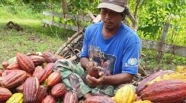 Penguatan rantai pasok kakao melalui agregasi petani, perbaikan sistem pascapanen, dan integrasi logistik dari hulu ke hilir.