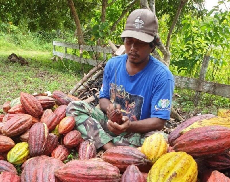 Penguatan rantai pasok kakao melalui agregasi petani, perbaikan sistem pascapanen, dan integrasi logistik dari hulu ke hilir.