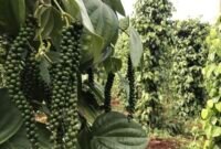 Kebun lada yang tinggal menyisakan cerita. (Foto: ist)